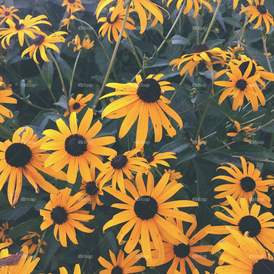 Flowers. Beautiful blossoms in the summer. Winston-Salem NC. iPhone 6. 