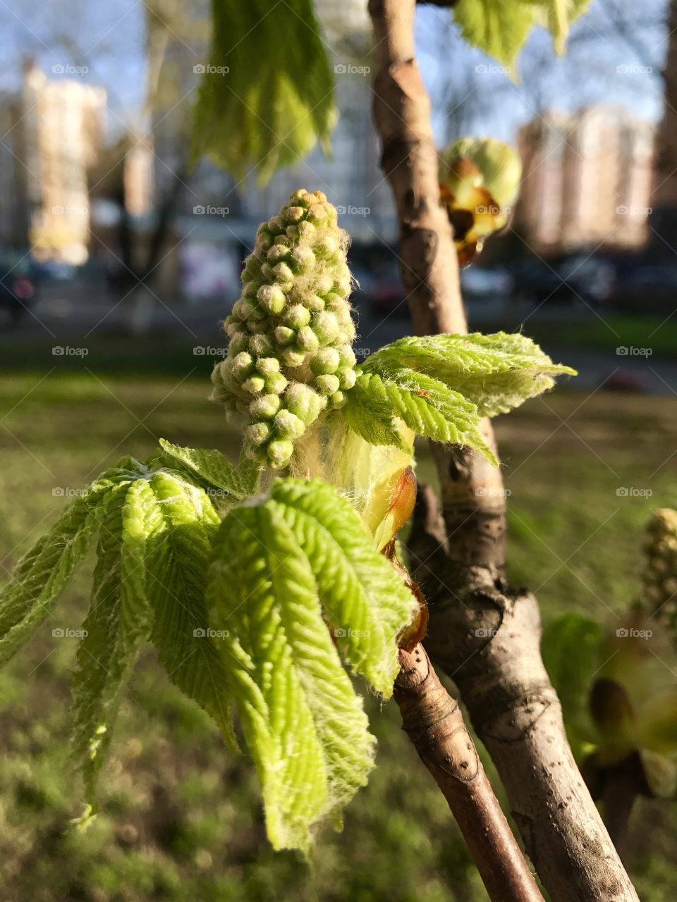 Spring tree 