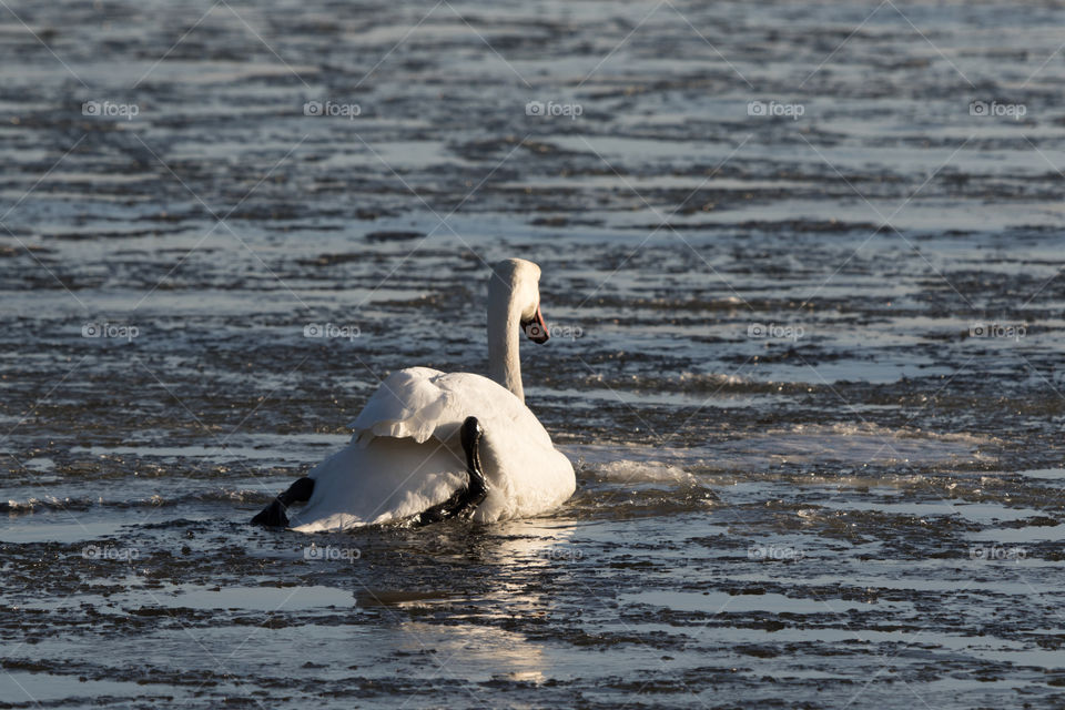 White swan swimming on the frozen sea by pushing itself forward on the ice by using it’s legs, winter Sweden - vit svan simmar på fruset hav genom att använda benen och trycka sig framåt, vinter Sverige