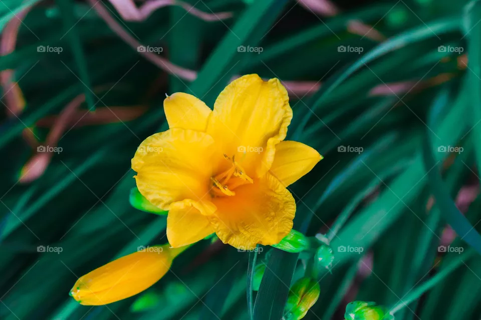 yellow flower