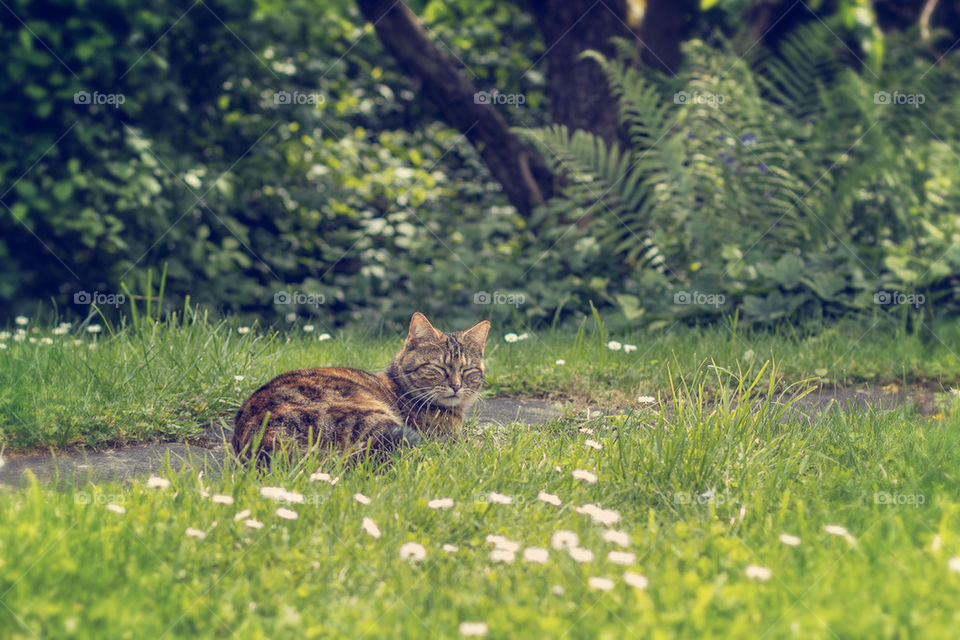 catnap in the garden
