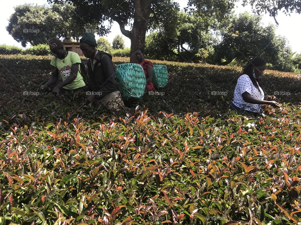 A group of four black people plucking purple tea.