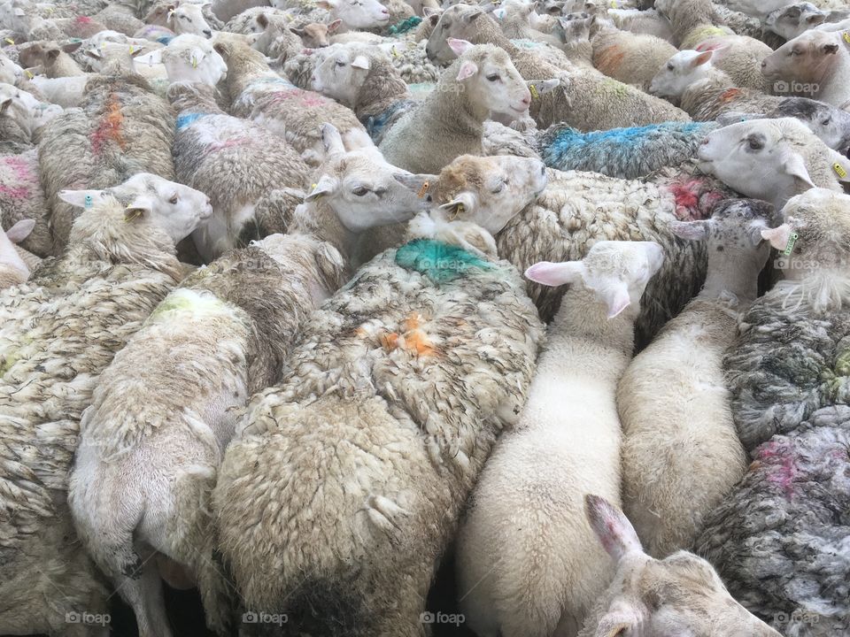 Close up of dorper flock of sheep, bunched together creates colours an textures 