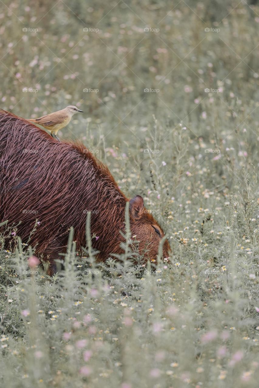 Capybara with a bird