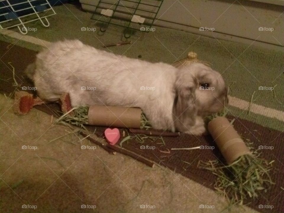 Mammal, One, Pet, Cute, Portrait