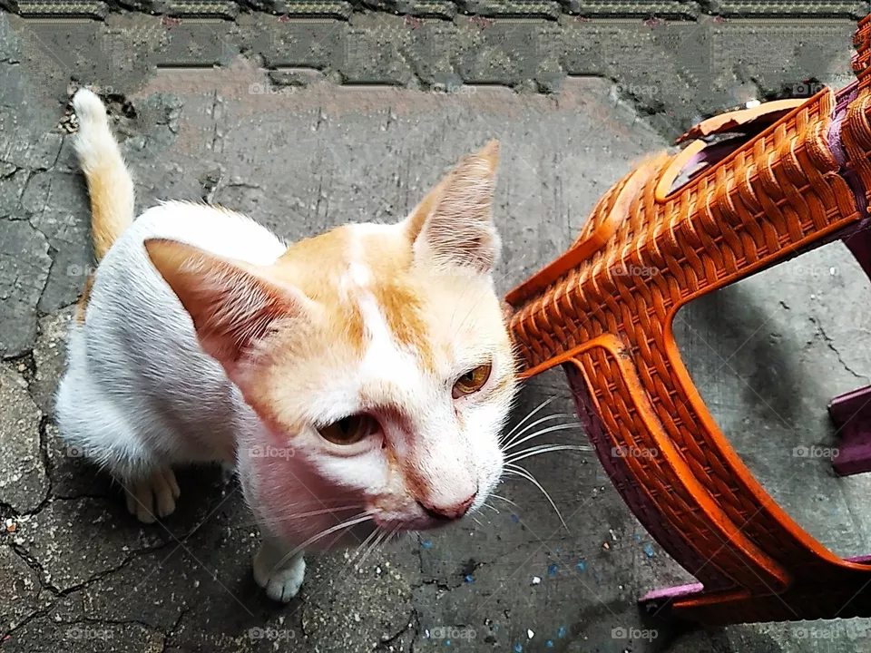 White yellow cat