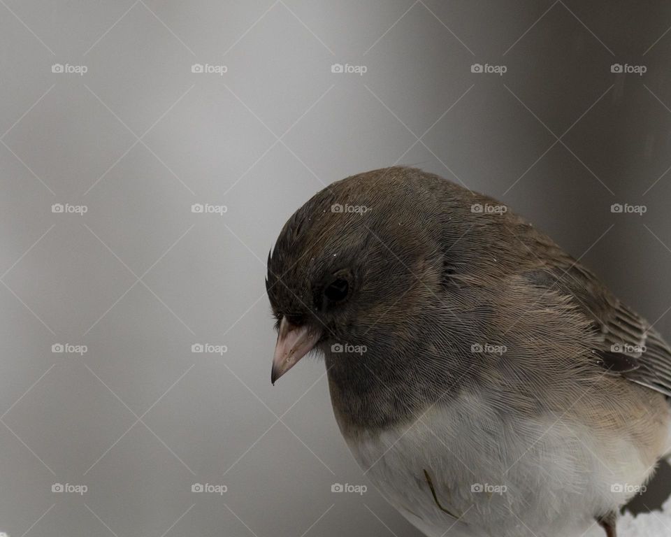 Dark-eyed Junco Profile