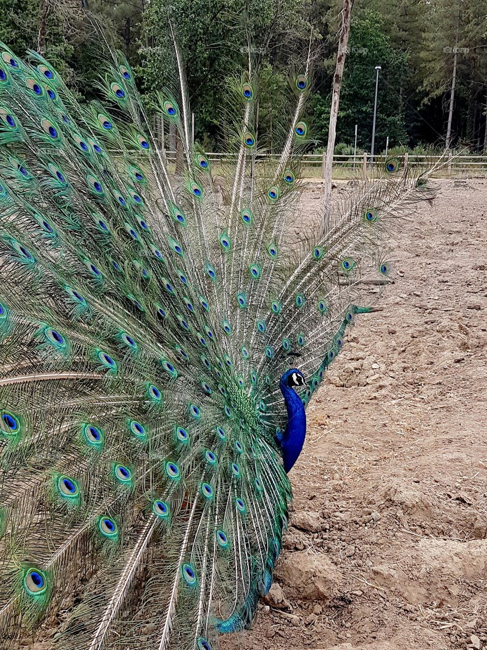 Peacock