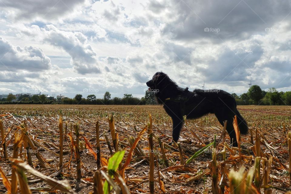 Dog on harvested cornfield