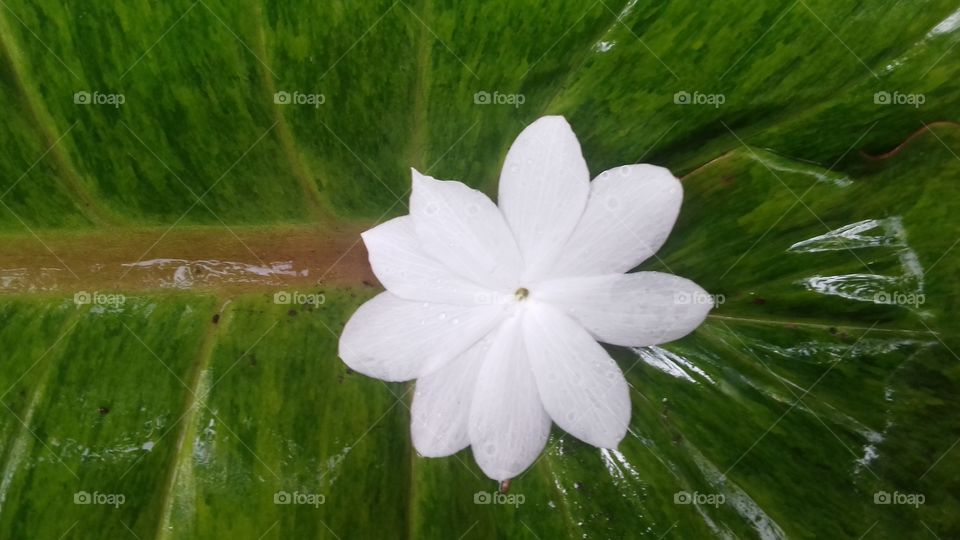 leaf and flower