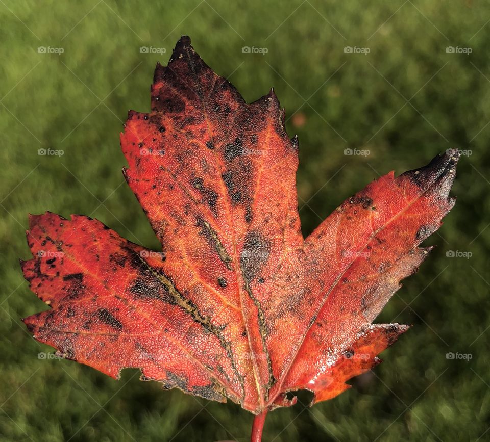 Fiery leaf 