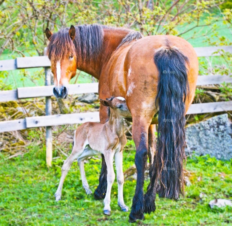 Nursing foal