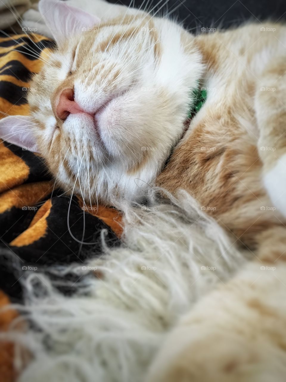 Too sleepy to be bothered