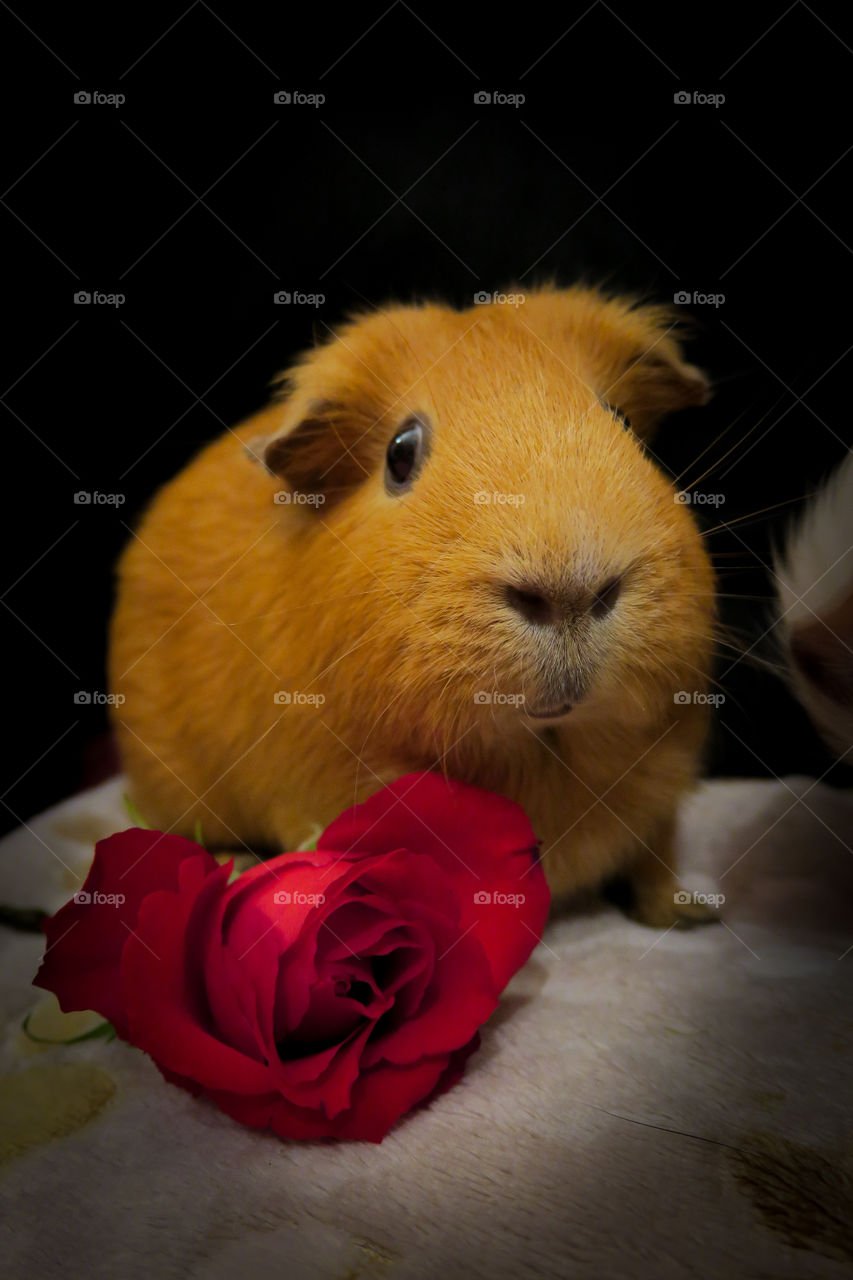 Guinea pig
