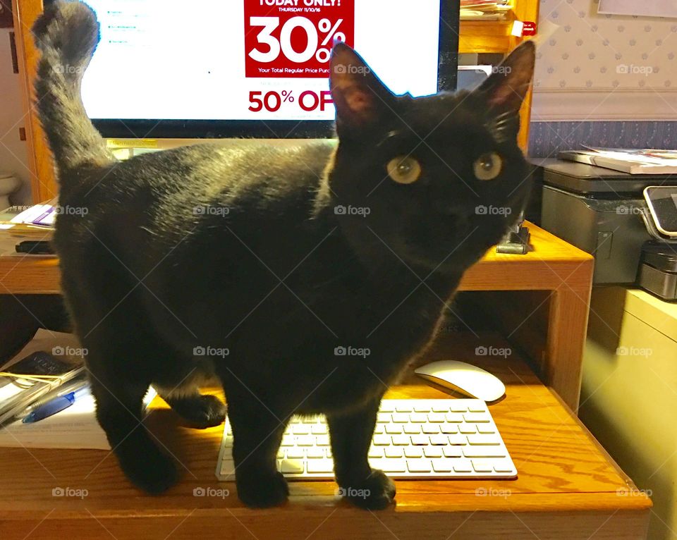 Cat at keyboard level of MAC computer home oak desk system.
