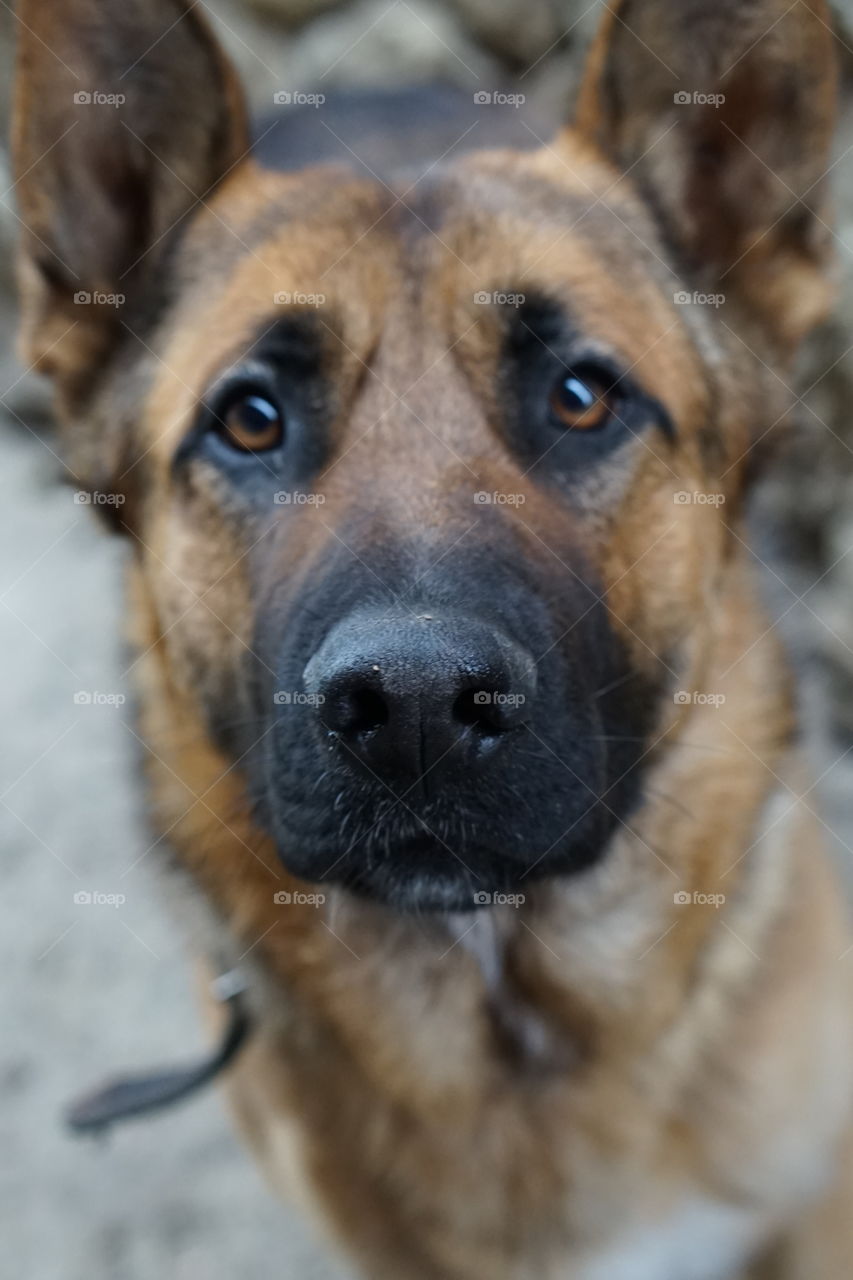 Close-up of a portrait of a dog