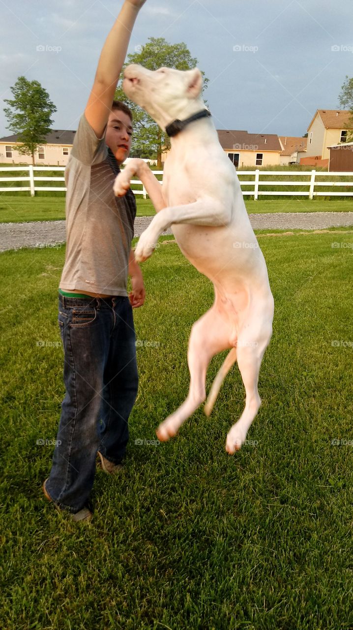 Jumping for the toy!