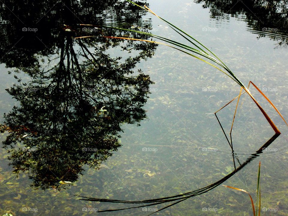 Pond reflections