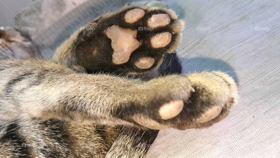 cat's paws
