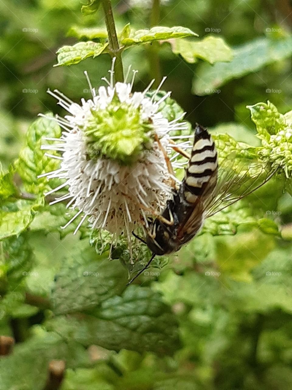 beautiful bee