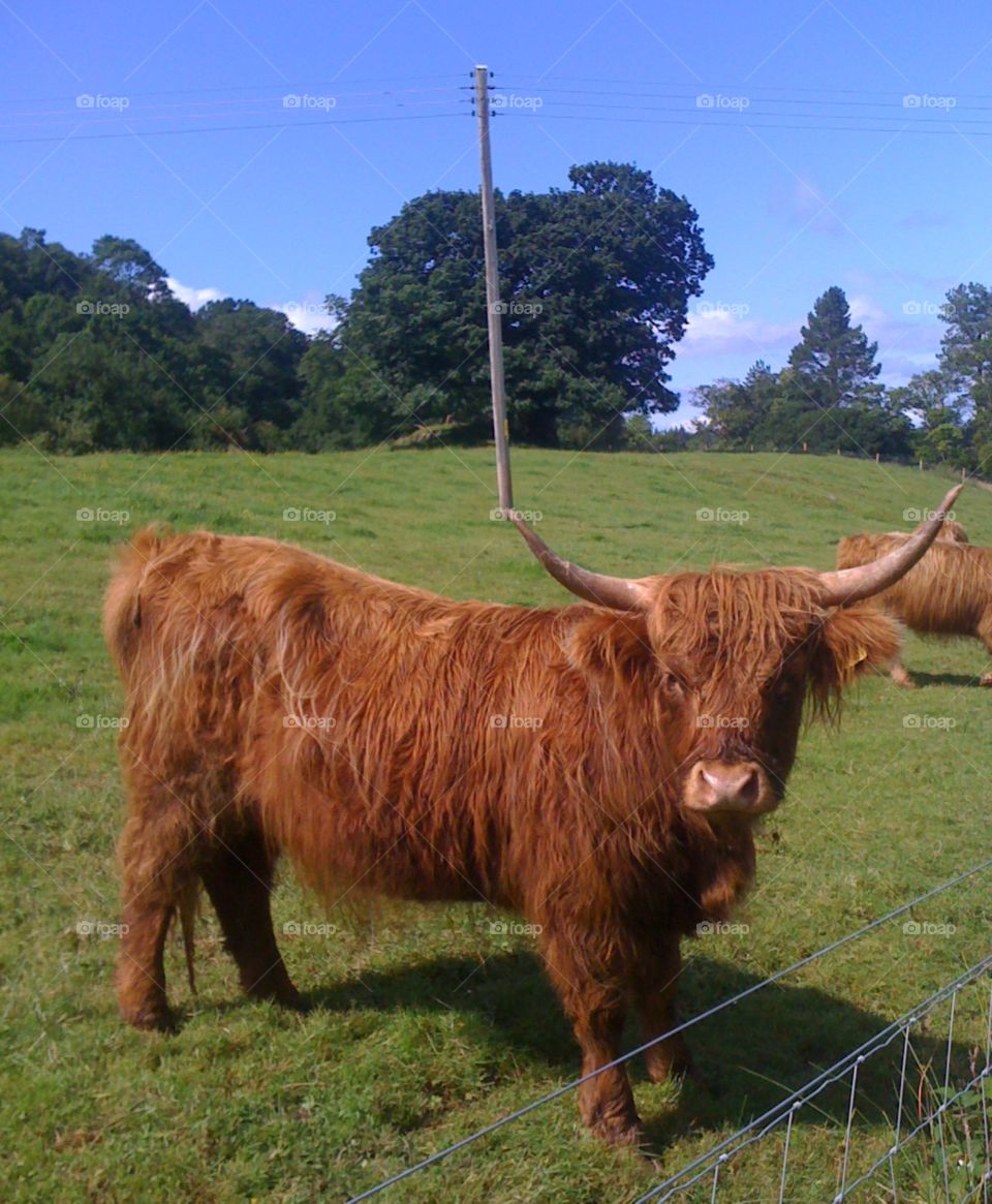 cow in Scotland