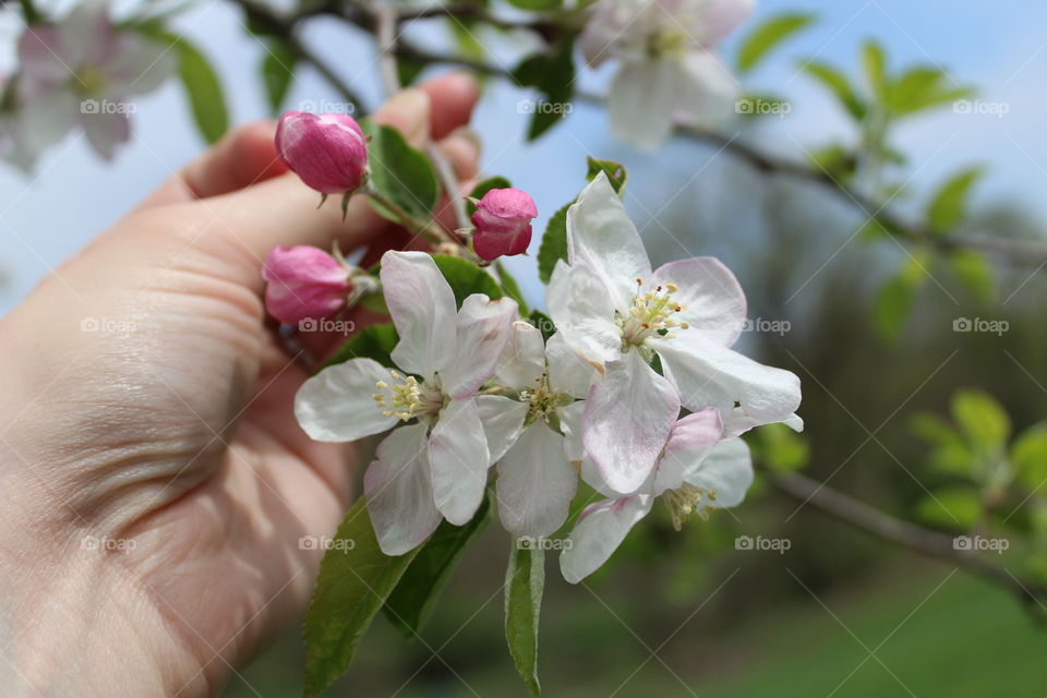 Apple blooms