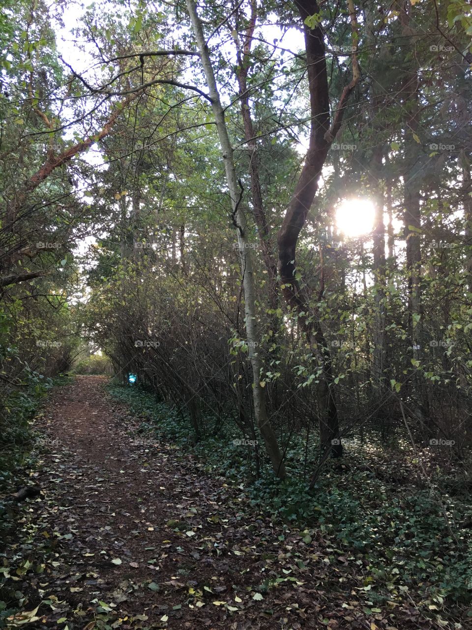 The path with fallen leaves