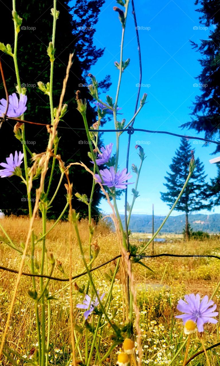 chicory on the farm