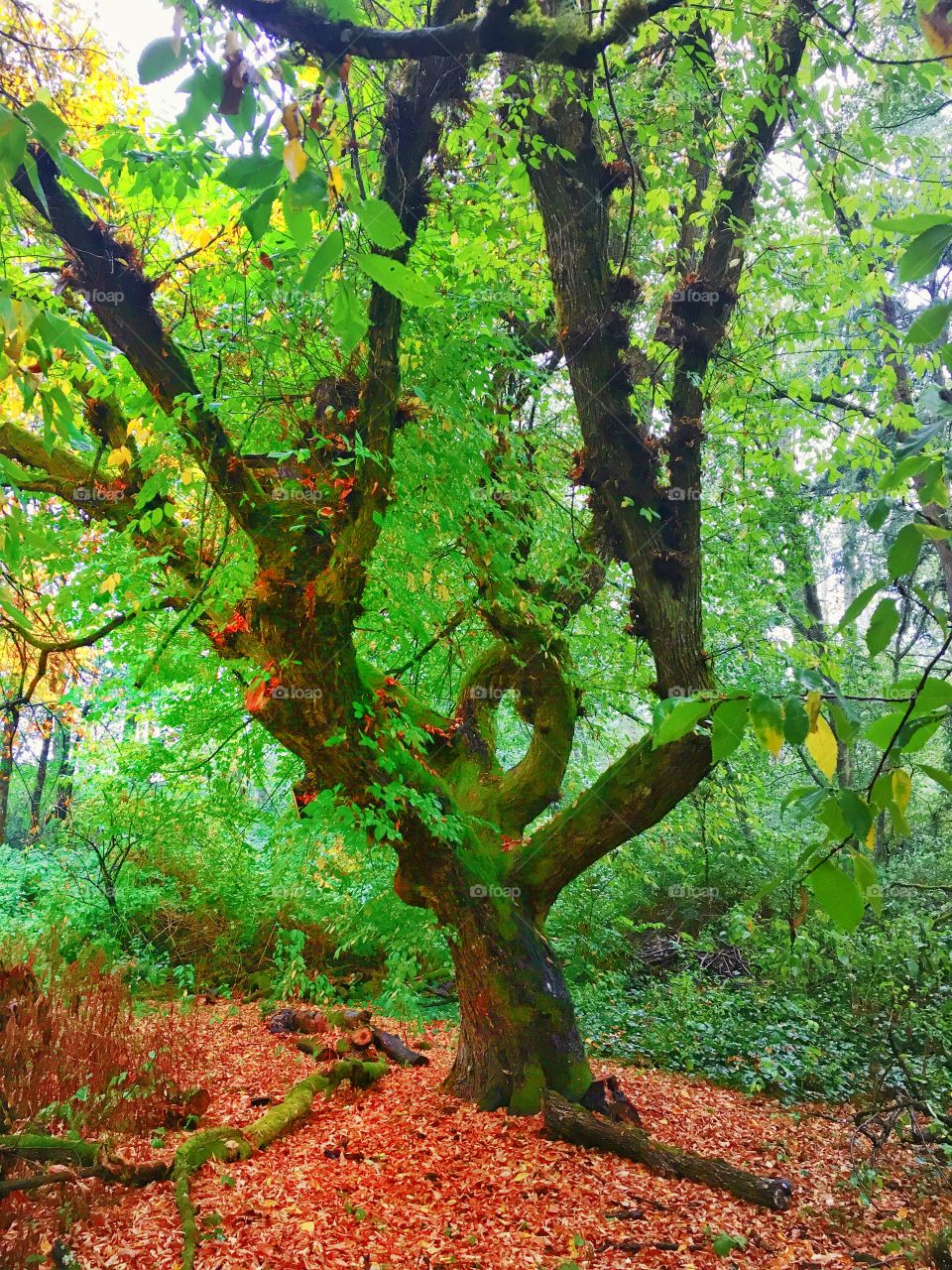 Autumn Tree Changing Seasons