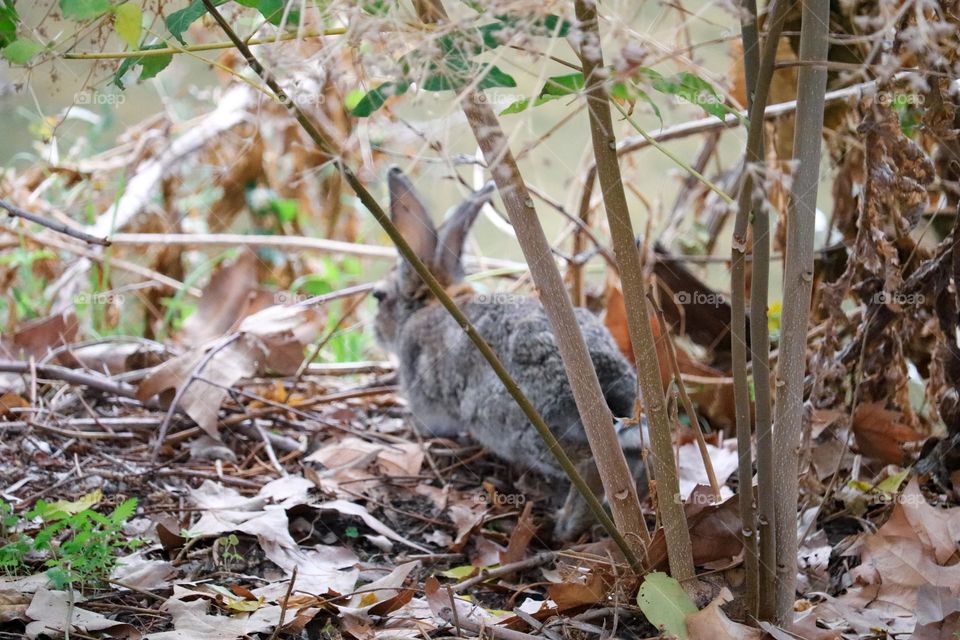 A wild rabbit in a wooded part of the city of Madrid