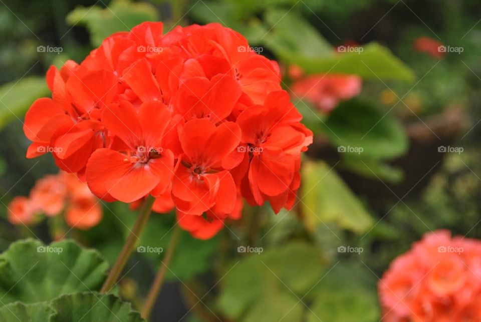 Geranium 