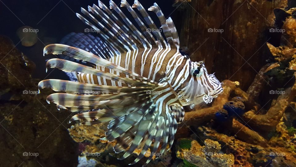 tiger fish