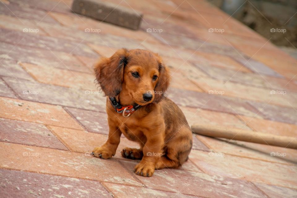 Close-up of dachshund dog