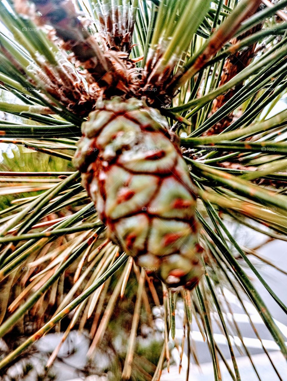 Pinecone Closeup