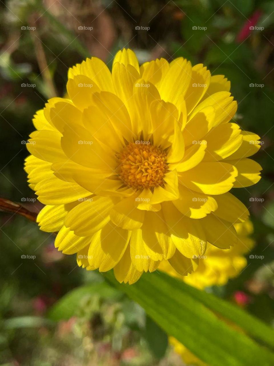 Pot Marigold