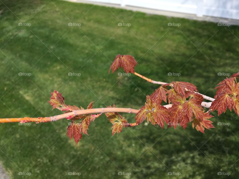 Spring Leaves on A Tree 