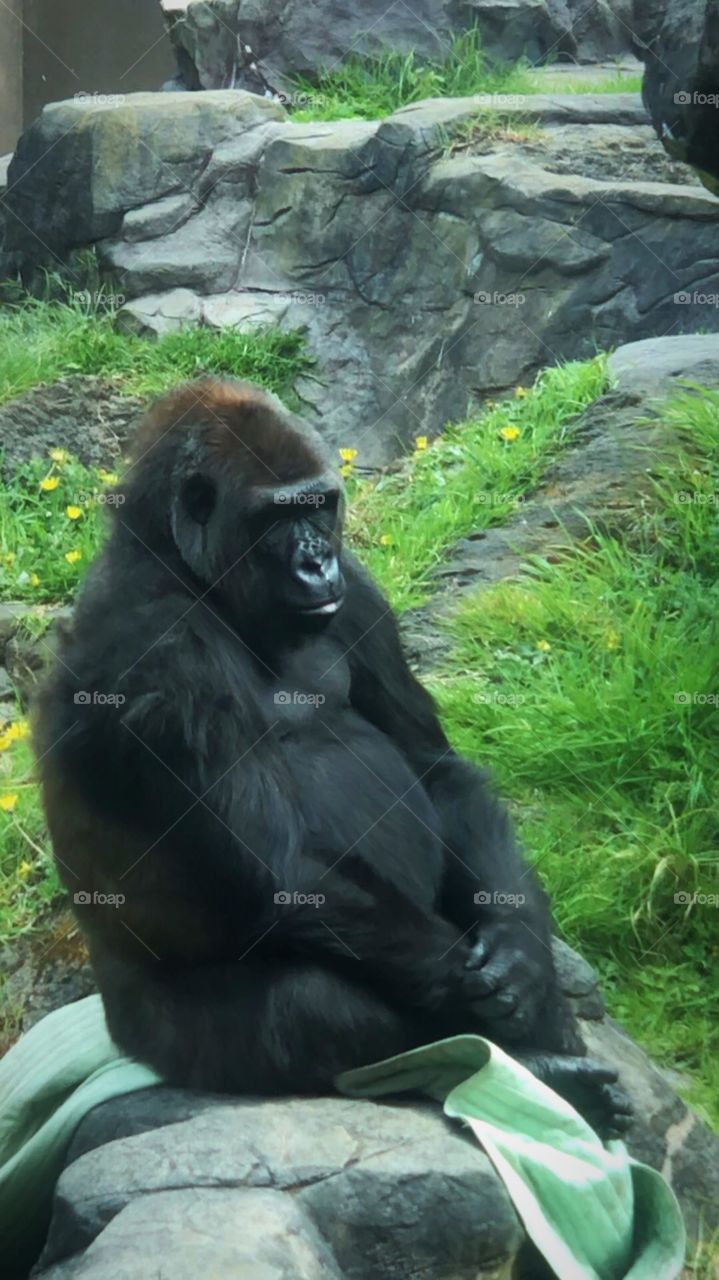 Cute gorilla 