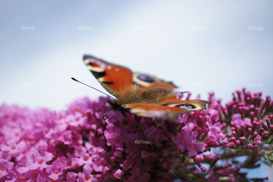 Butterfly in the garden