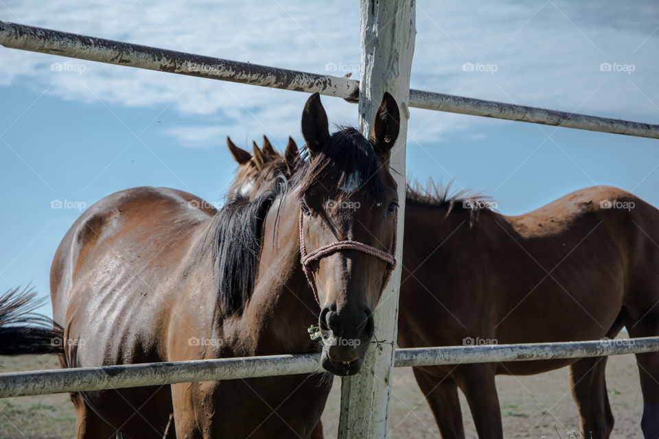 Horse on a farm.Sun and nature