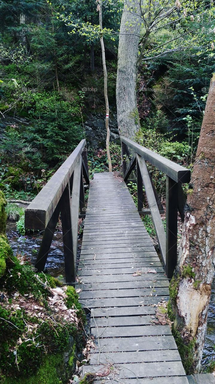 Forest bridge in the Czech Republic