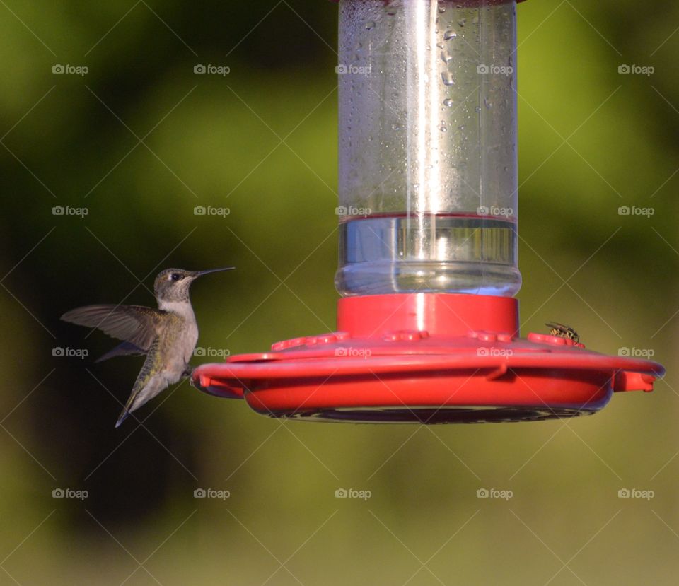 Hummingbird on bird feeder