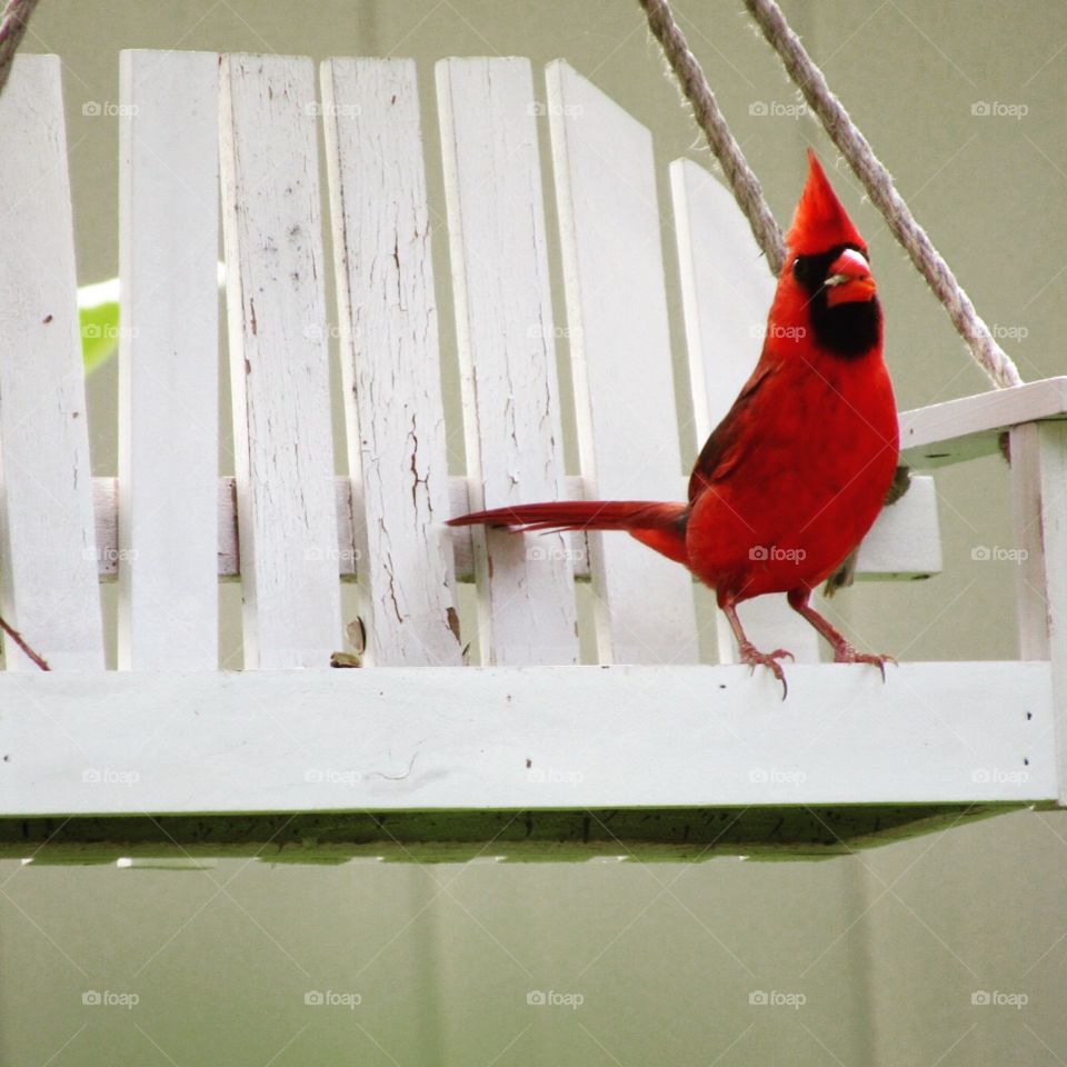 Cardinal Having a Snack
