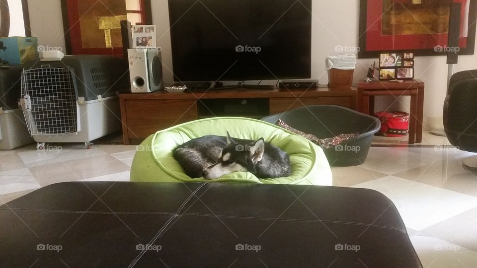 husky dog sleeping on a bean bag