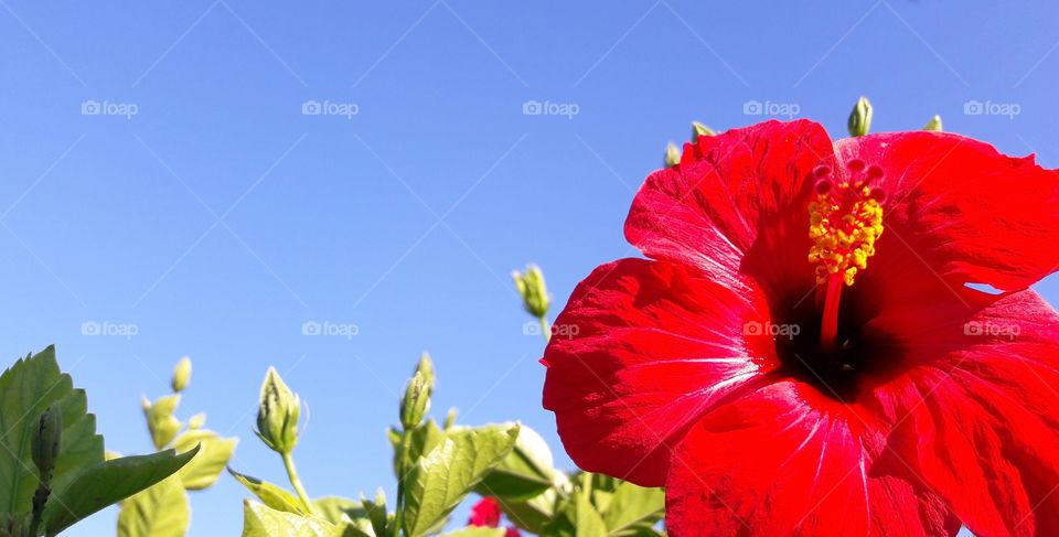 flor hibiscus