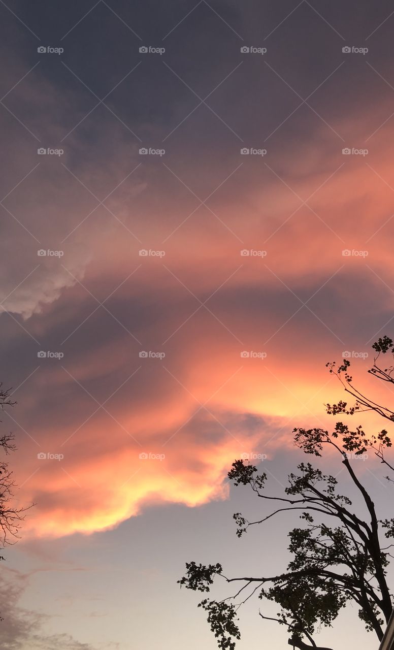 Sun setting pink and yellow clouds and  sky tree branch fall sunset 