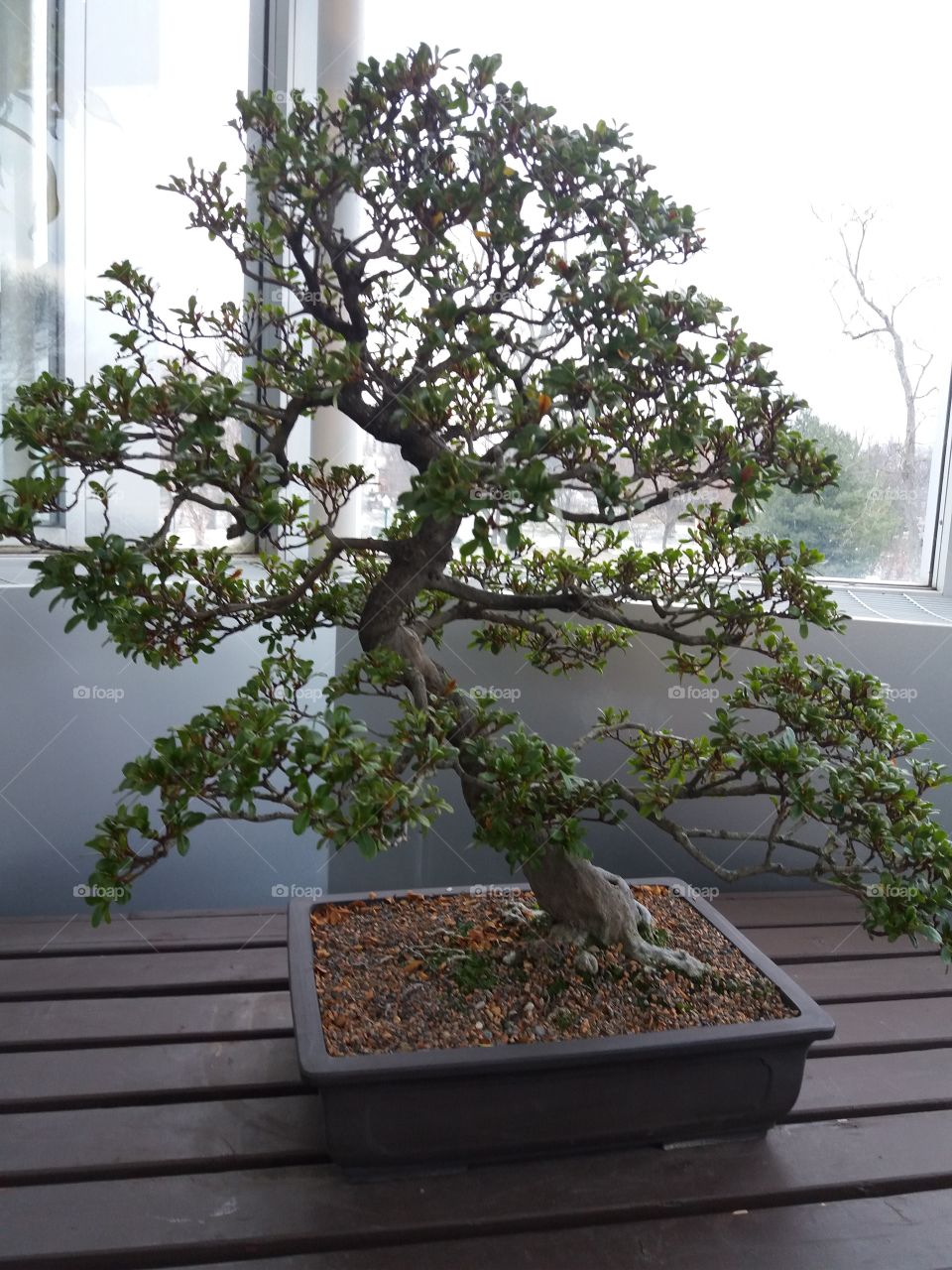 Bonsai tree