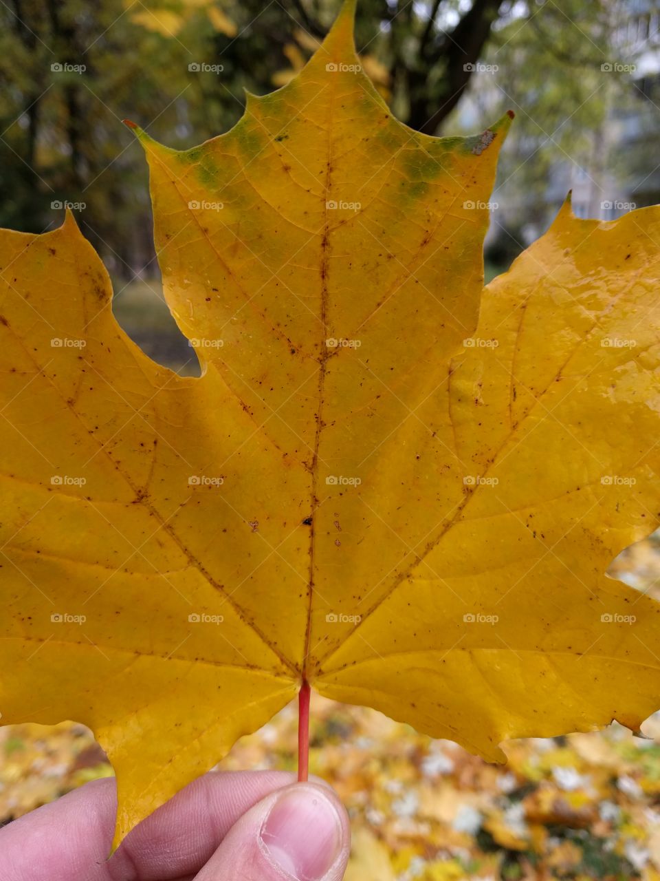 Colour Stories: Yellow