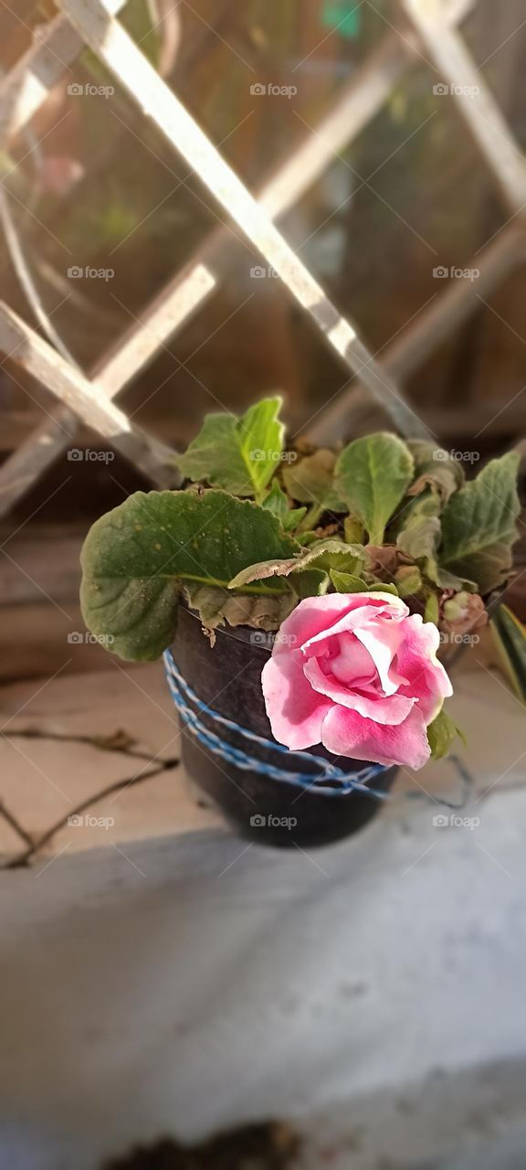 gloxinia an indoor plants large trumpet _ shaped flower in a black small pot tied outside in the shed to a window in spring season.