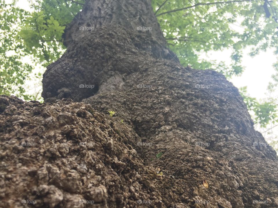 Gnarled tree trunk.