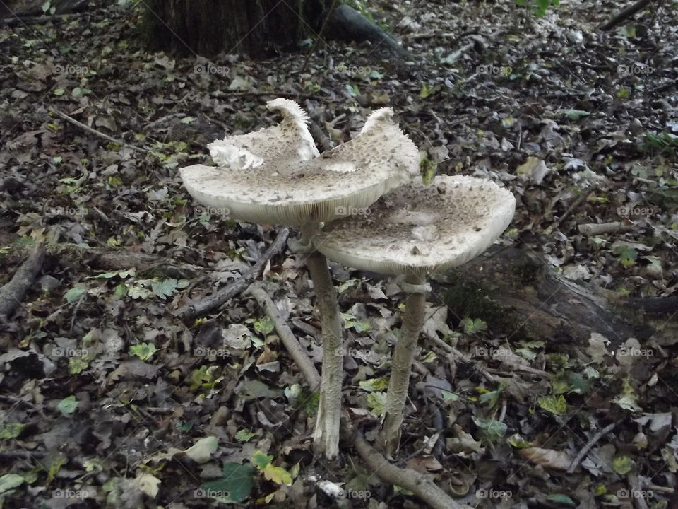 Woodland Mushrooms